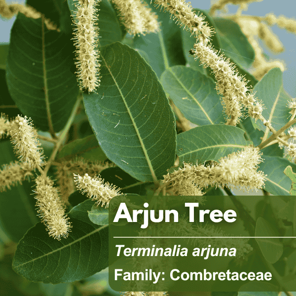 Arjun Tree