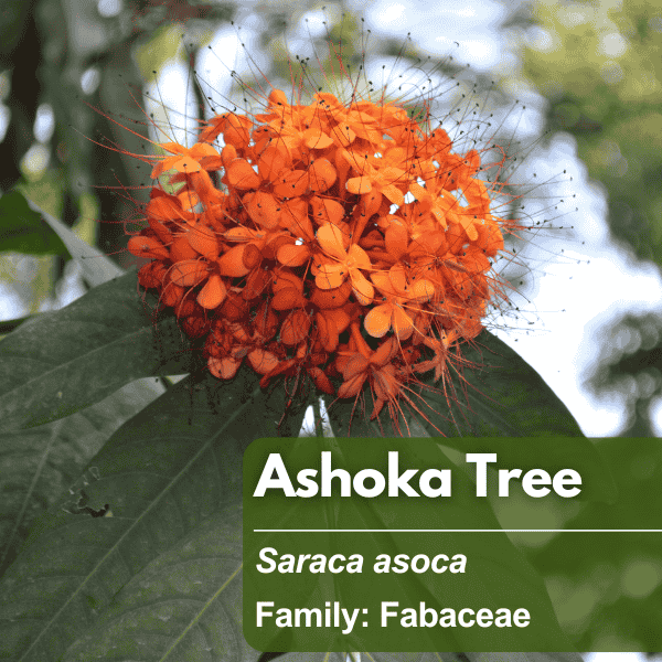 Ashoka Tree