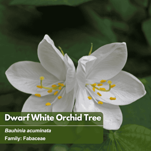 Dwarf White Orchid Tree