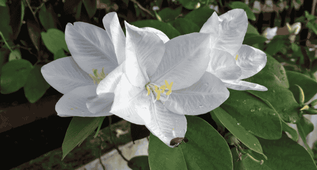 Bauhinia acuminata