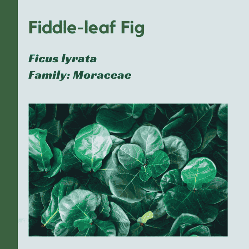 Fiddle-leaf Fig