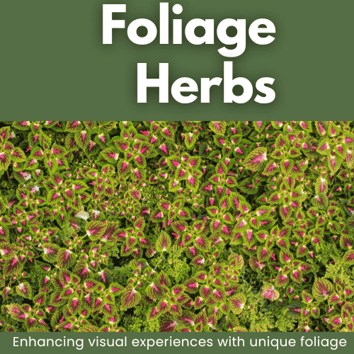 Foliage Herbs