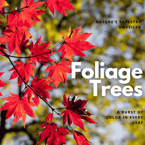 Foliage Trees