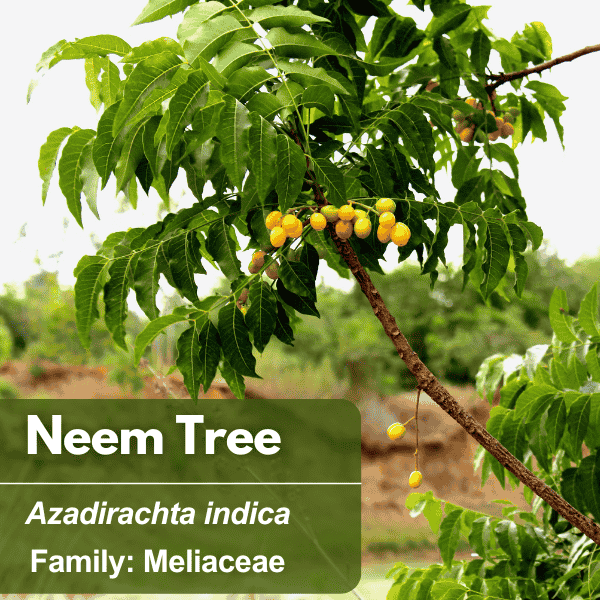 Neem Tree