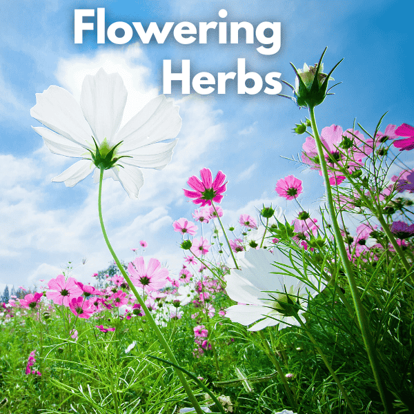 Flowering Herbs