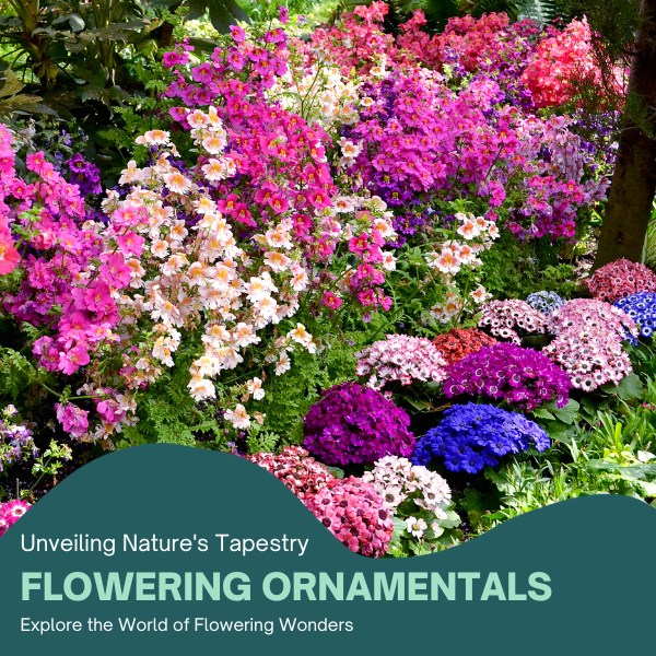 Flowering Ornamentals