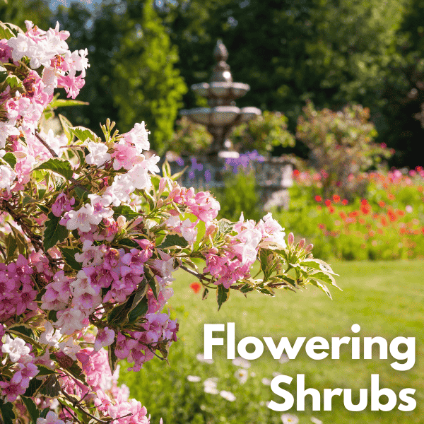 Flowering shrubs