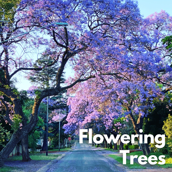 Flowering Trees