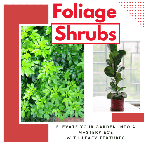 Foliage shrubs