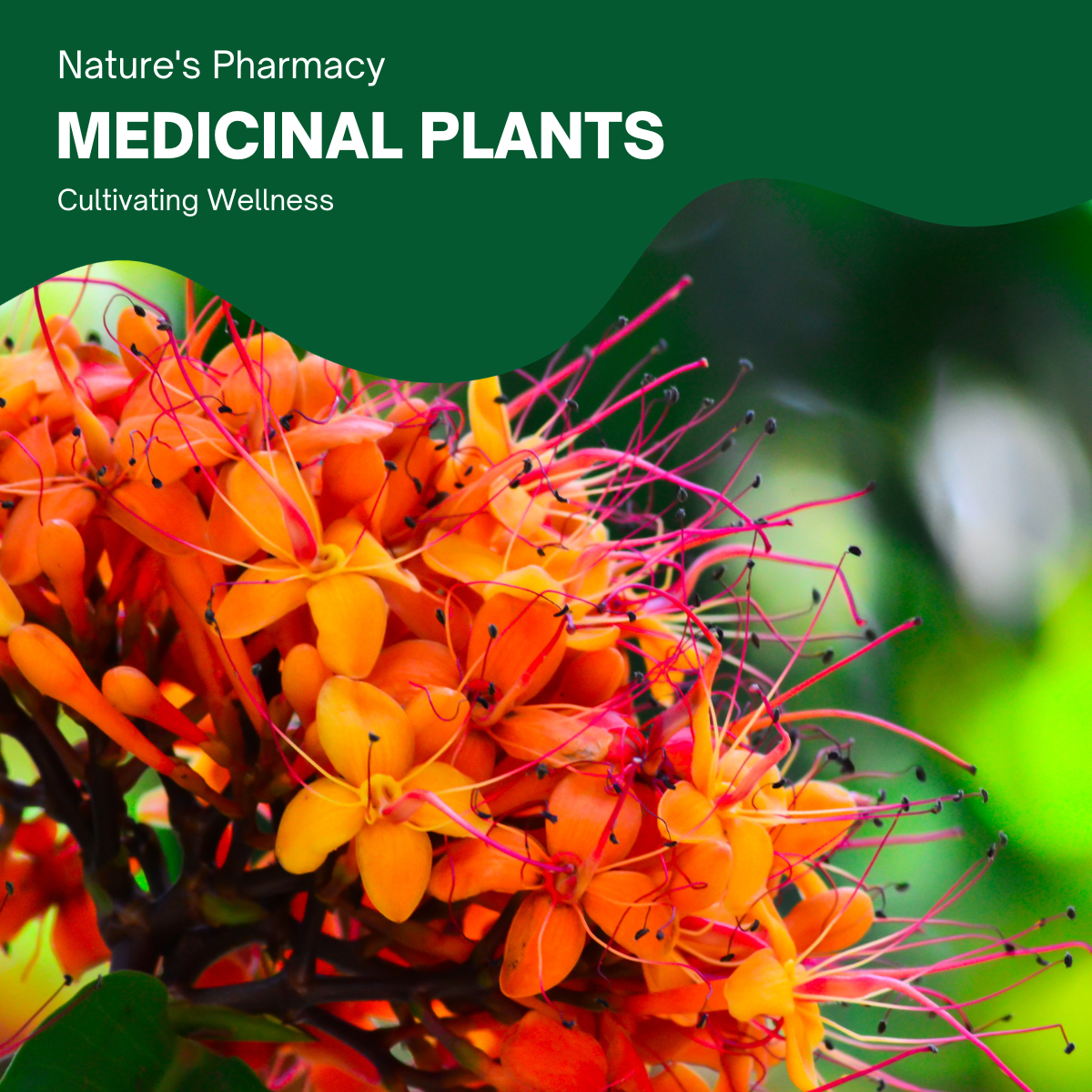 medicinal plants