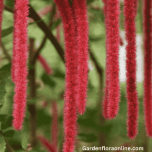 Acalypha hispida (Cat's Tail)