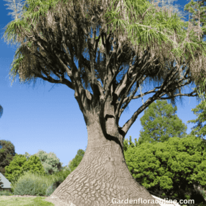 Beaucarnea recurvata habit