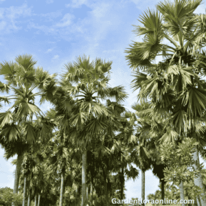 Toddy Palm (Borassus flabellifer)