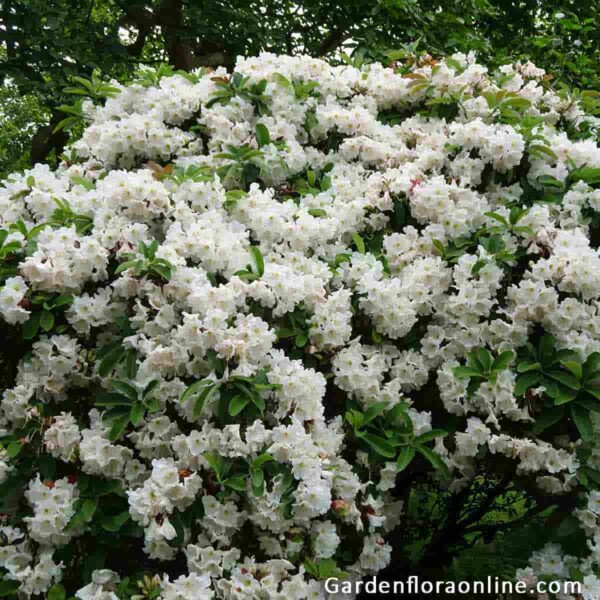 Rhododendron decorum