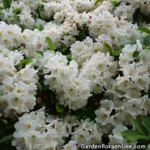 Rhododendron decorum