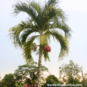 Adonidia merrillii (Manila Palm)