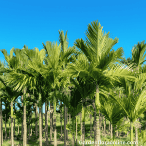 Areca catechu (Betel-nut Palm)