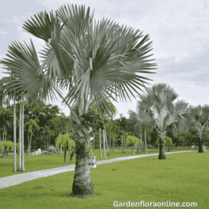 Bismarckia nobilis (Bismarck Palm)