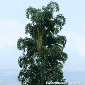 Caryota urens (Fishtail Palm)