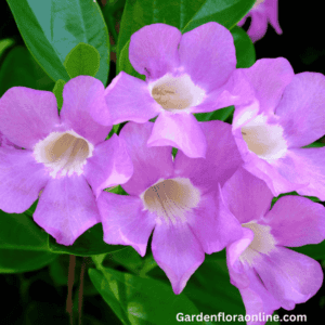 Mansoa alliacea (Garlic Vine)