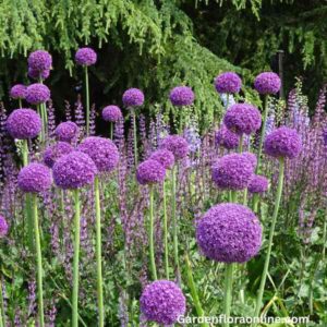 Allium giganteum (Giant Onion)