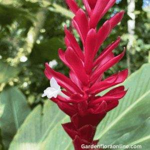 Alpinia purpurata (Red Ginger)