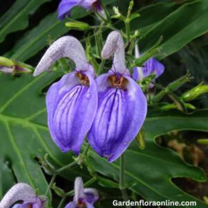 Brillantaisia owariensis (African Giant Blue Salvia)