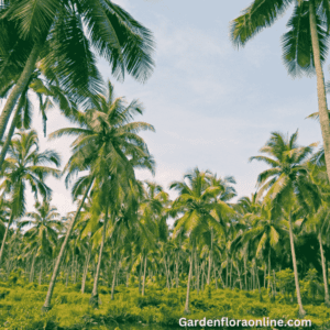 Cocos nucifera (Coconut)