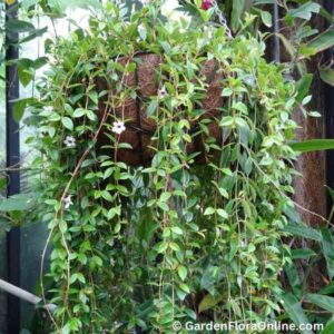 Codonanthe gracilis (Bellflower)