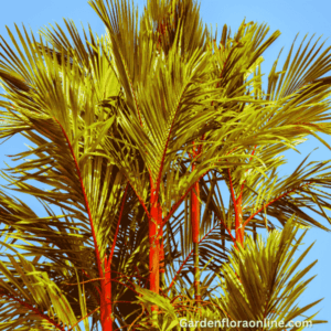 Cyrtostachys renda (Lipstick Palm)