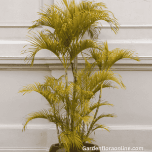 Dypsis lutescens (Golden Cane Palm)