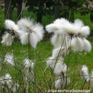 Eriophorum angustifolium (Common Cotton Grass)