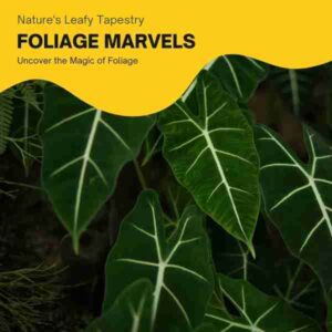 foliage-plants