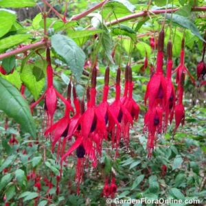 Fuchsia magellanica (Hardy Fuchsia)