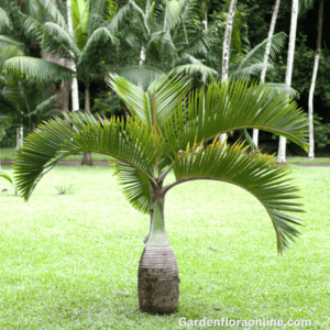 hyophorbe lagenicaulis (bottle palm)