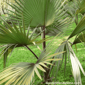 Latania lontaroides (Red Latan Palm)