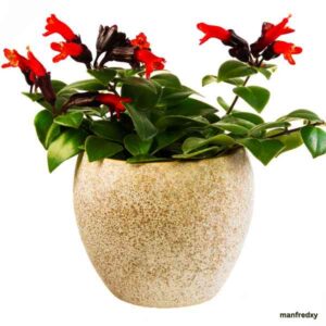 Aeschynanthus radicans (Lipstick Plant)