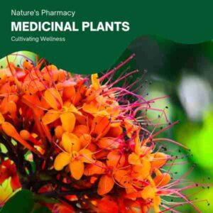 medicinal-plants