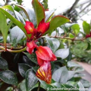 Nematanthus ‘Tropicana’ (Goldfish Plant)