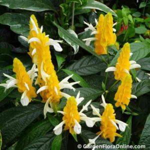 Pachystachys lutea (Golden Shrimp Plant)