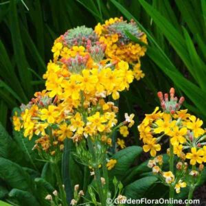 Primula bulleyana (Candelabra Primrose)