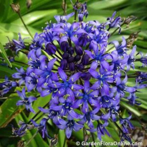 Scilla peruviana (Portuguese Squill)