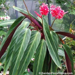 Stromanthe thalia (Triostar Stromanthe)