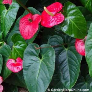 Anthurium andraeanum (Flamingo Flower)