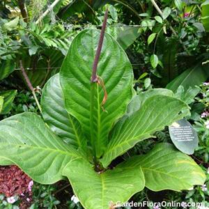 Anthurium bonplandii subsp. guayanum