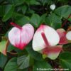 Anthurium Princess Amalia Elegance - Garden Flora Online