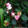 Anthurium Princess Amalia Elegance - Garden Flora Online