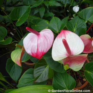 Anthurium Princess Amalia Elegance