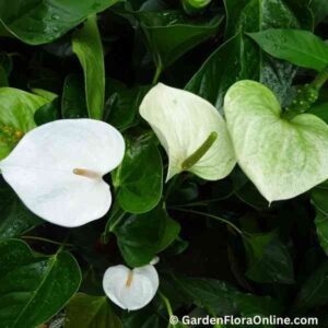 Anthurium Sierra White