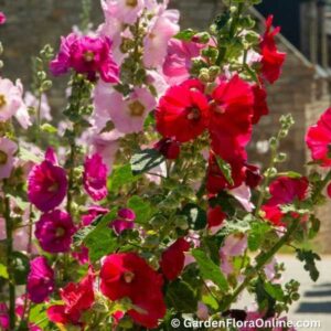 Alcea rosea (Hollyhock)